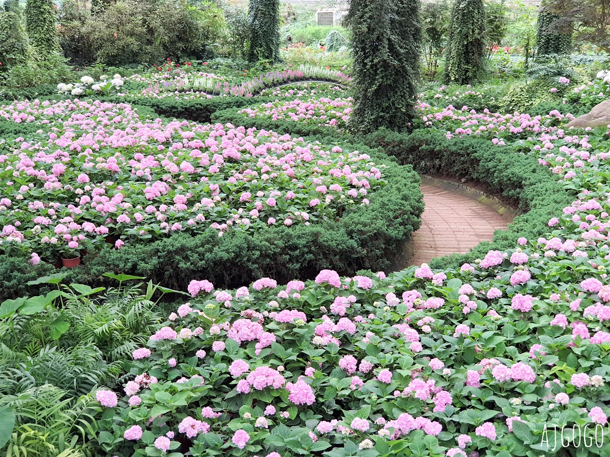 杉林溪森林生態渡假園區 全台最大繡球花園 萬朵繡球花 每年5~8月陸續盛開