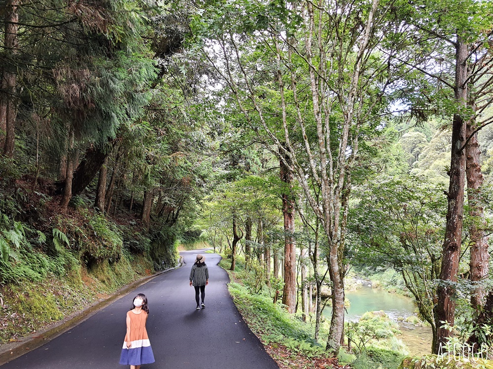 杉林溪森林生態渡假園區 全台最大繡球花園 萬朵繡球花 每年5~8月陸續盛開