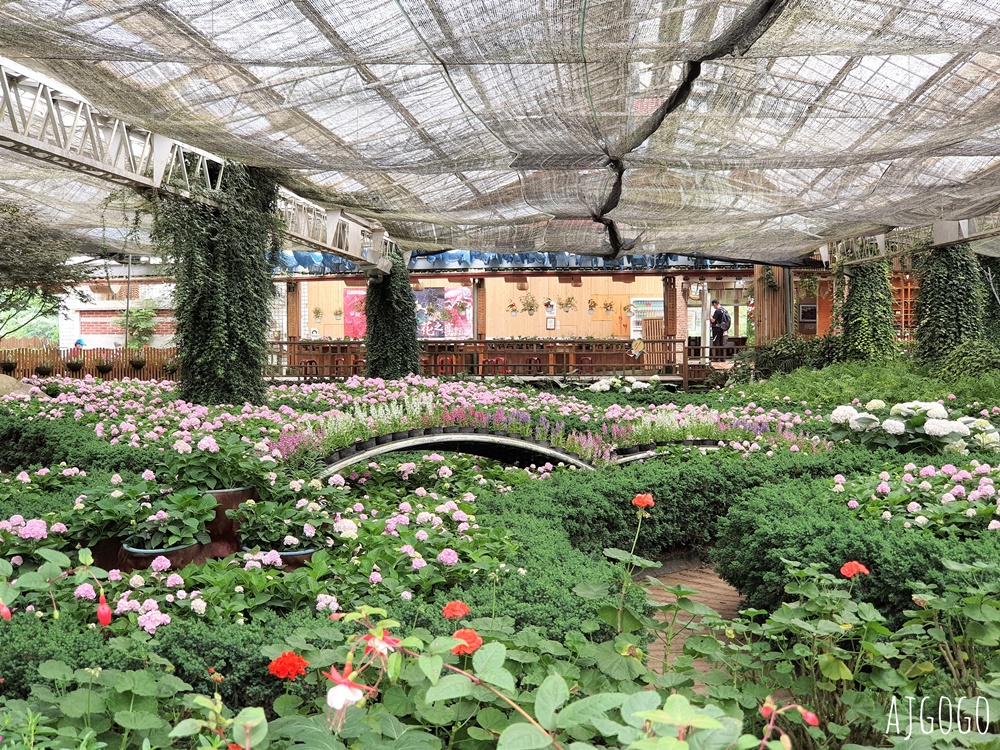 杉林溪森林生態渡假園區 全台最大繡球花園 萬朵繡球花 每年5~8月陸續盛開