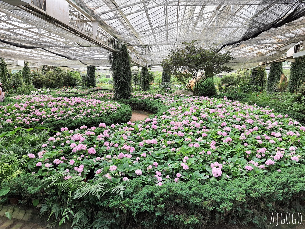 杉林溪森林生態渡假園區 全台最大繡球花園 萬朵繡球花 每年5~8月陸續盛開