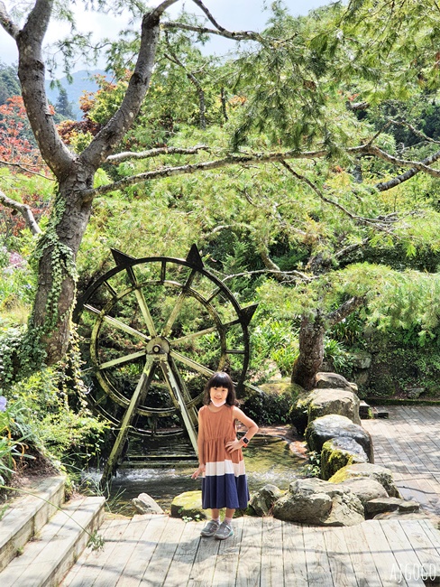 杉林溪森林生態渡假園區 全台最大繡球花園 萬朵繡球花 每年5~8月陸續盛開