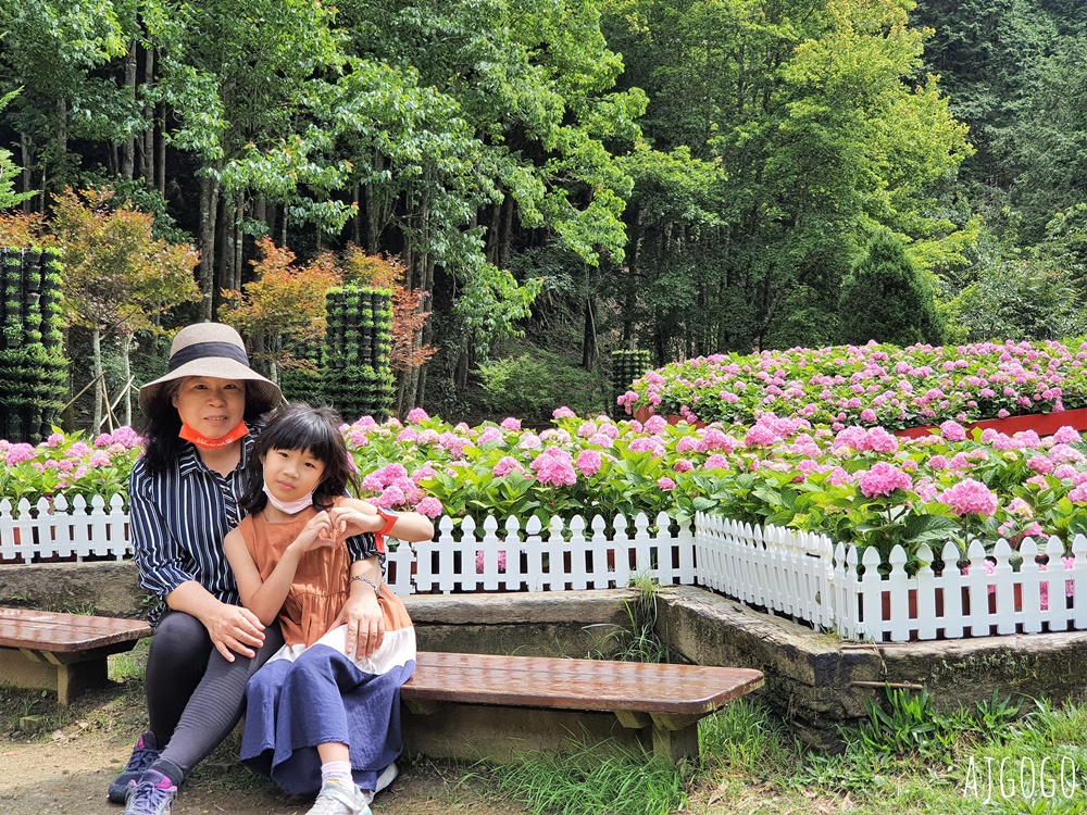 杉林溪森林生態渡假園區 全台最大繡球花園 萬朵繡球花 每年5~8月陸續盛開