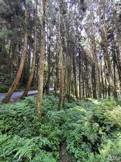杉林溪森林生態渡假園區 全台最大繡球花園 萬朵繡球花 每年5~8月陸續盛開