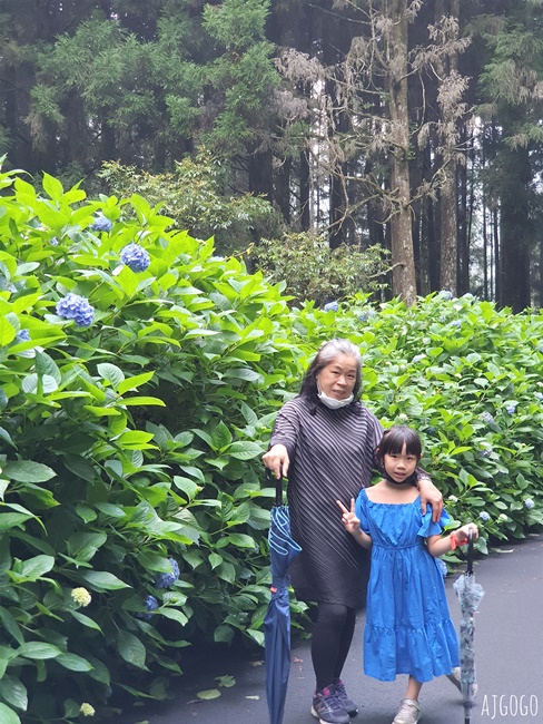 杉林溪森林生態渡假園區 全台最大繡球花園 萬朵繡球花 每年5~8月陸續盛開
