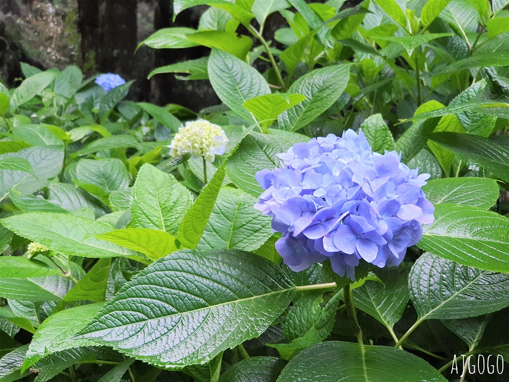 杉林溪森林生態渡假園區 全台最大繡球花園 萬朵繡球花 每年5~8月陸續盛開