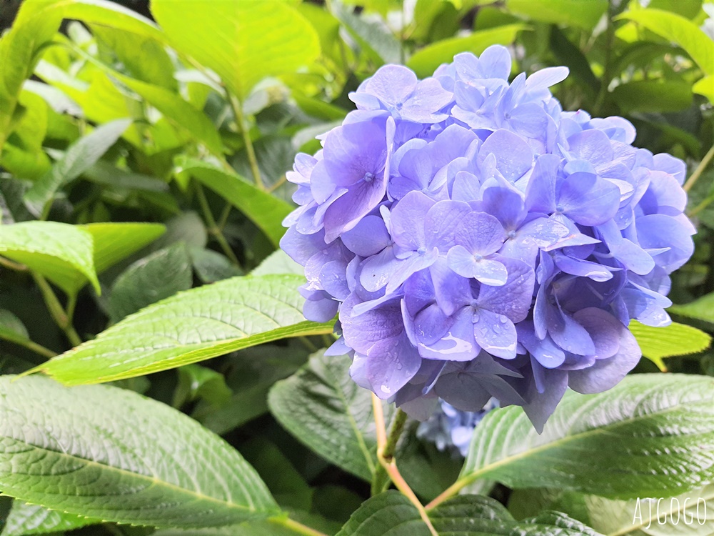 杉林溪森林生態渡假園區 全台最大繡球花園 萬朵繡球花 每年5~8月陸續盛開