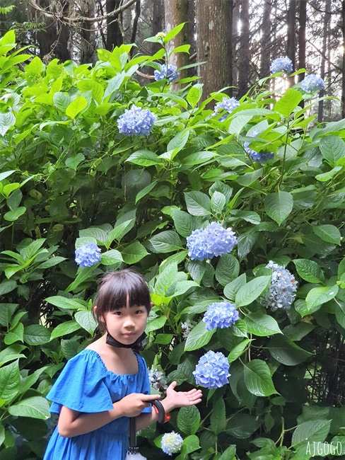 杉林溪森林生態渡假園區 全台最大繡球花園 萬朵繡球花 每年5~8月陸續盛開