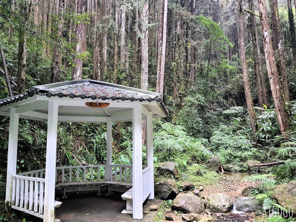 杉林溪森林生態渡假園區 全台最大繡球花園 萬朵繡球花 每年5~8月陸續盛開