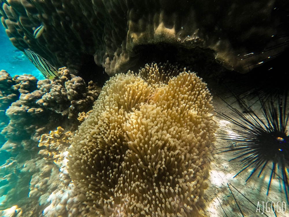 泰國旅遊 南園島 Koh Nang Yuan 浮潛半日遊 龜島旁的寧靜小島 泰國旅遊 南園島 Koh Nang Yuan 浮潛半日遊 龜島旁的寧靜小島