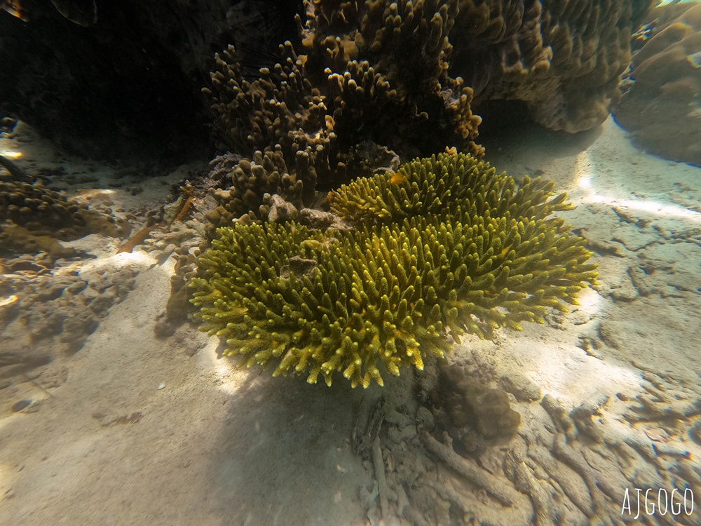 泰國旅遊 南園島 Koh Nang Yuan 浮潛半日遊 龜島旁的寧靜小島 泰國旅遊 南園島 Koh Nang Yuan 浮潛半日遊 龜島旁的寧靜小島
