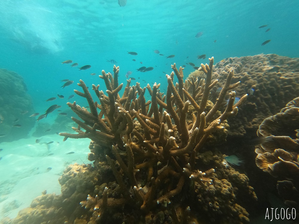 泰國旅遊 南園島 Koh Nang Yuan 浮潛半日遊 龜島旁的寧靜小島