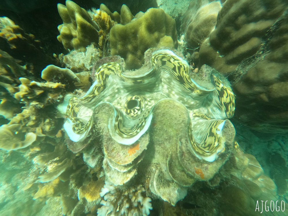 泰國旅遊 南園島 Koh Nang Yuan 浮潛半日遊 龜島旁的寧靜小島 泰國旅遊 南園島 Koh Nang Yuan 浮潛半日遊 龜島旁的寧靜小島