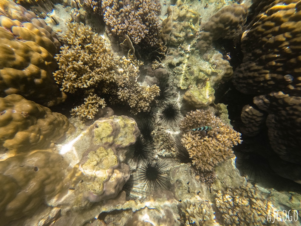 泰國旅遊 南園島 Koh Nang Yuan 浮潛半日遊 龜島旁的寧靜小島 泰國旅遊 南園島 Koh Nang Yuan 浮潛半日遊 龜島旁的寧靜小島