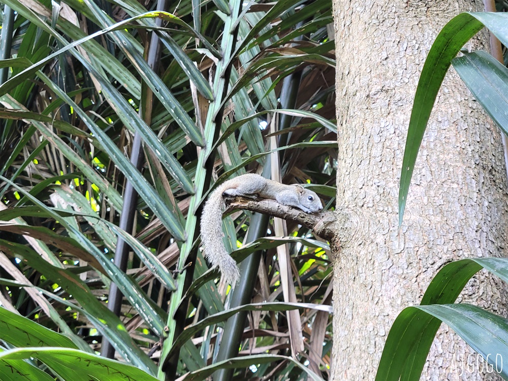 曼谷自由行 曼谷樹屋旅館 Bangkok Tree House 網美森林系餐廳 河岸樹林裡的玻璃屋