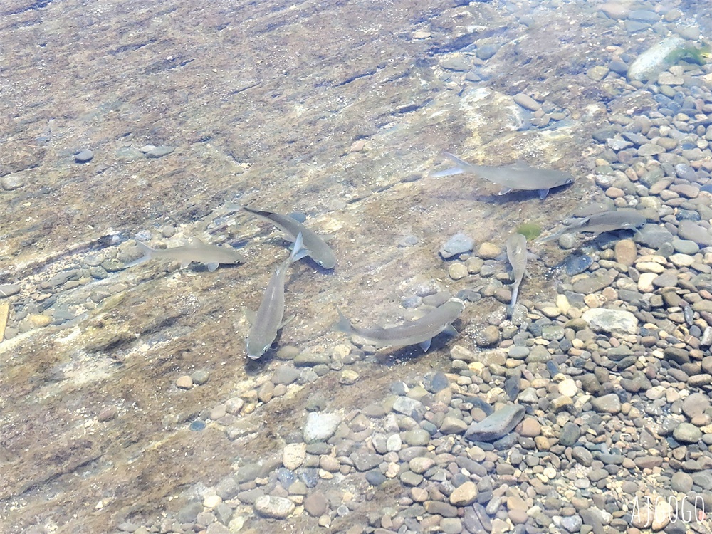 東北角景點 龍洞灣海洋公園 東北角海水浴場 浮淺、水肺潛水、海洋獨木舟都能玩