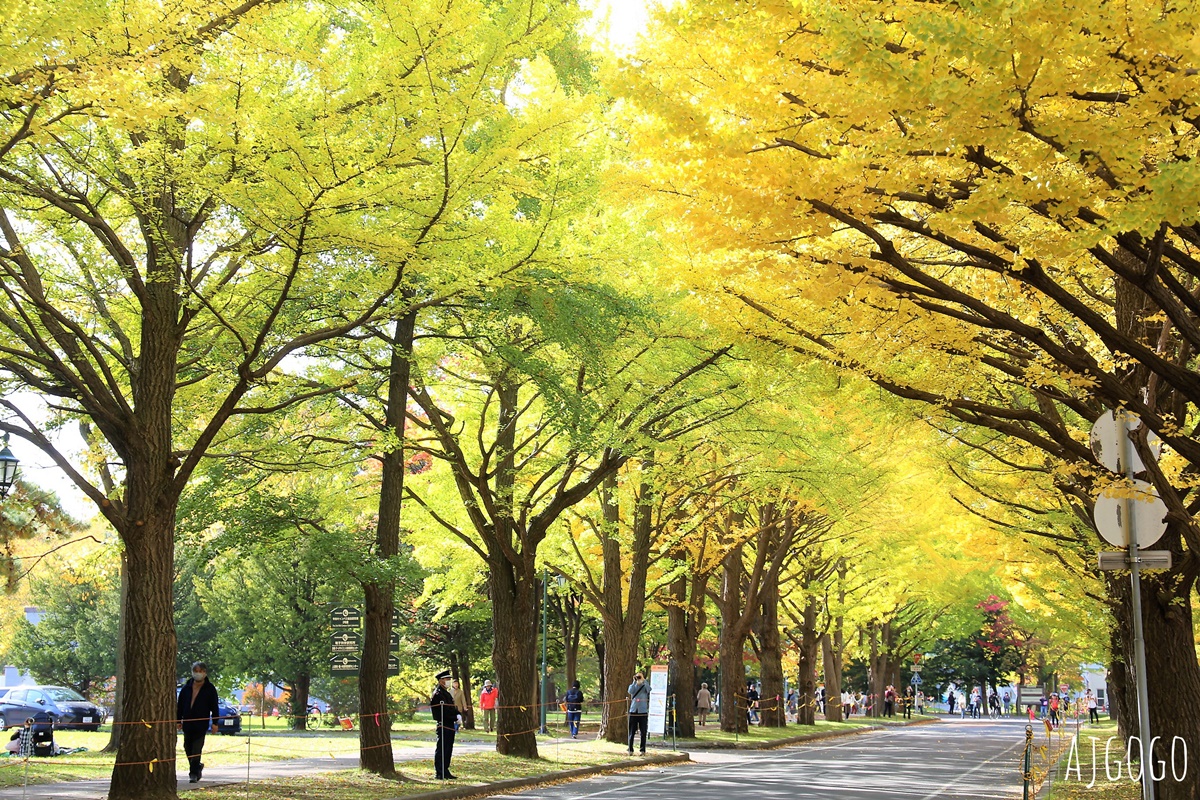 北海道旅遊 北海道大學銀杏大道 每年10月底、11月初變身為金黃大道 @AJ的旅行地圖