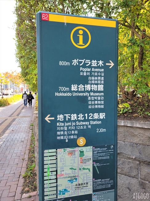 北海道旅遊 北海道大學銀杏大道 每年10月底、11月初變身為金黃大道