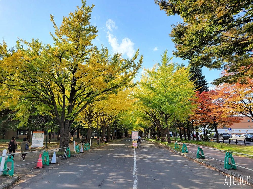 北海道旅遊 北海道大學銀杏大道 每年10月底、11月初變身為金黃大道