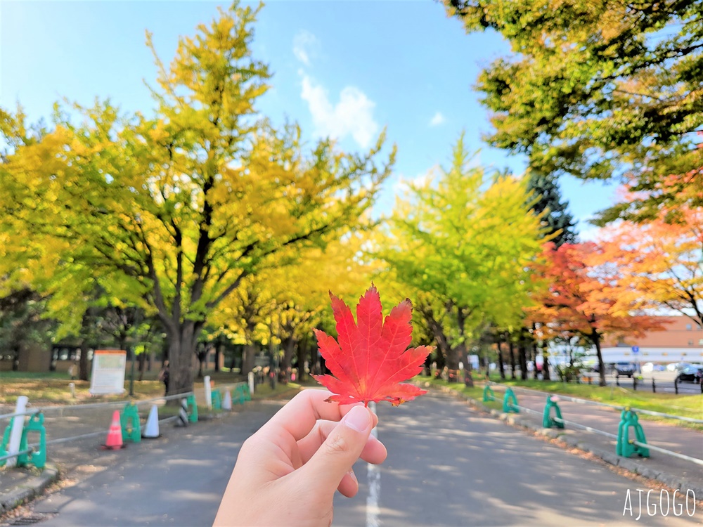 北海道旅遊 北海道大學銀杏大道 每年10月底、11月初變身為金黃大道