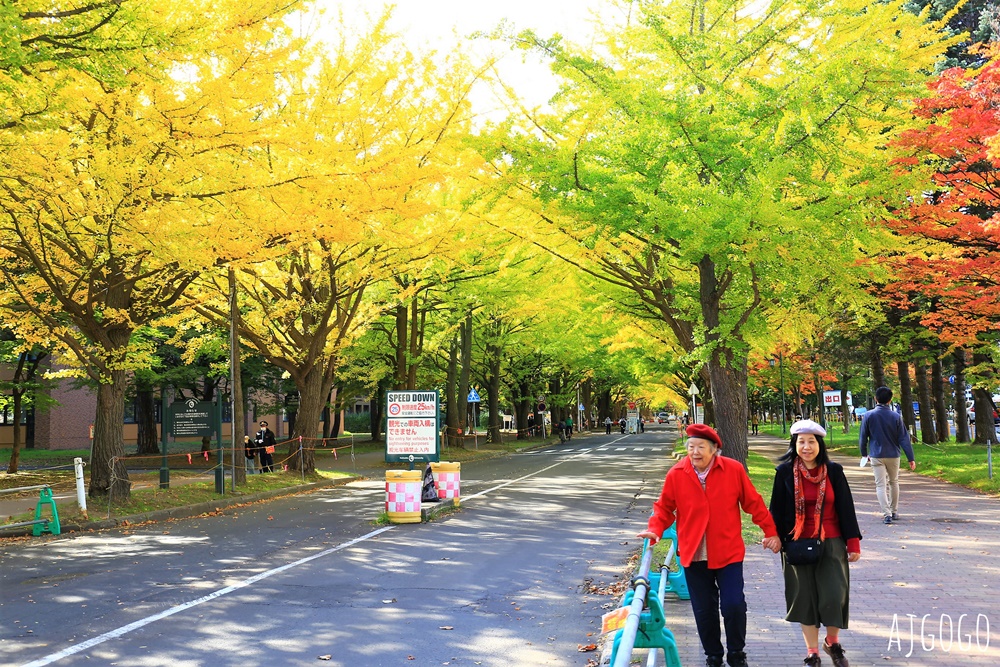 北海道旅遊 北海道大學銀杏大道 每年10月底、11月初變身為金黃大道