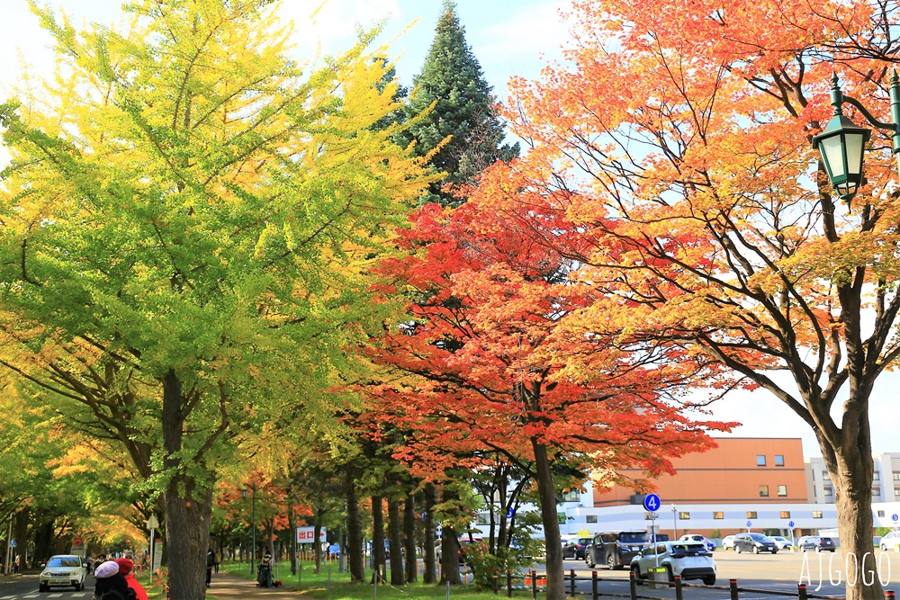 北海道旅遊 北海道大學銀杏大道 每年10月底、11月初變身為金黃大道