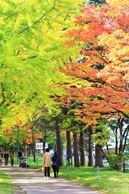 北海道旅遊 北海道大學銀杏大道 每年10月底、11月初變身為金黃大道