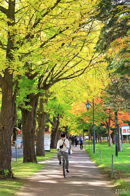北海道旅遊 北海道大學銀杏大道 每年10月底、11月初變身為金黃大道