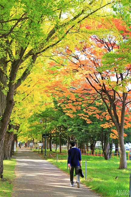 北海道旅遊 北海道大學銀杏大道 每年10月底、11月初變身為金黃大道