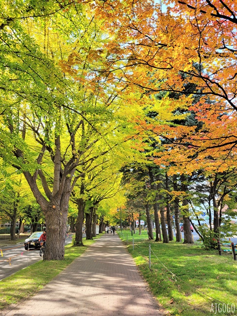 北海道旅遊 北海道大學銀杏大道 每年10月底、11月初變身為金黃大道
