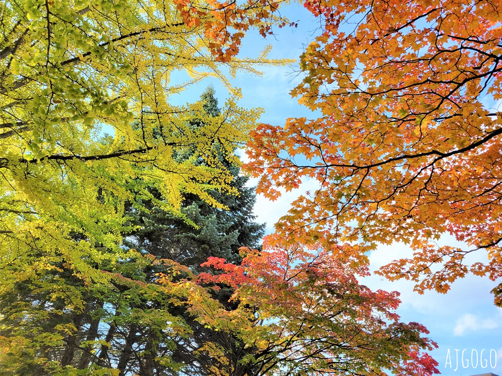 北海道旅遊 北海道大學銀杏大道 每年10月底、11月初變身為金黃大道