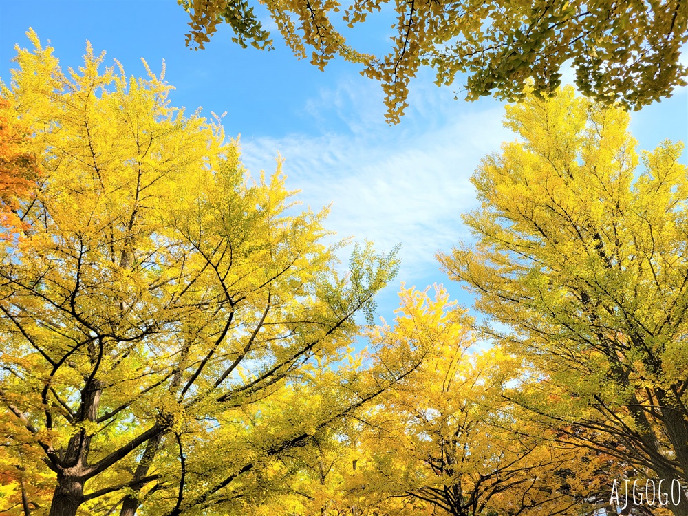 北海道旅遊 北海道大學銀杏大道 每年10月底、11月初變身為金黃大道