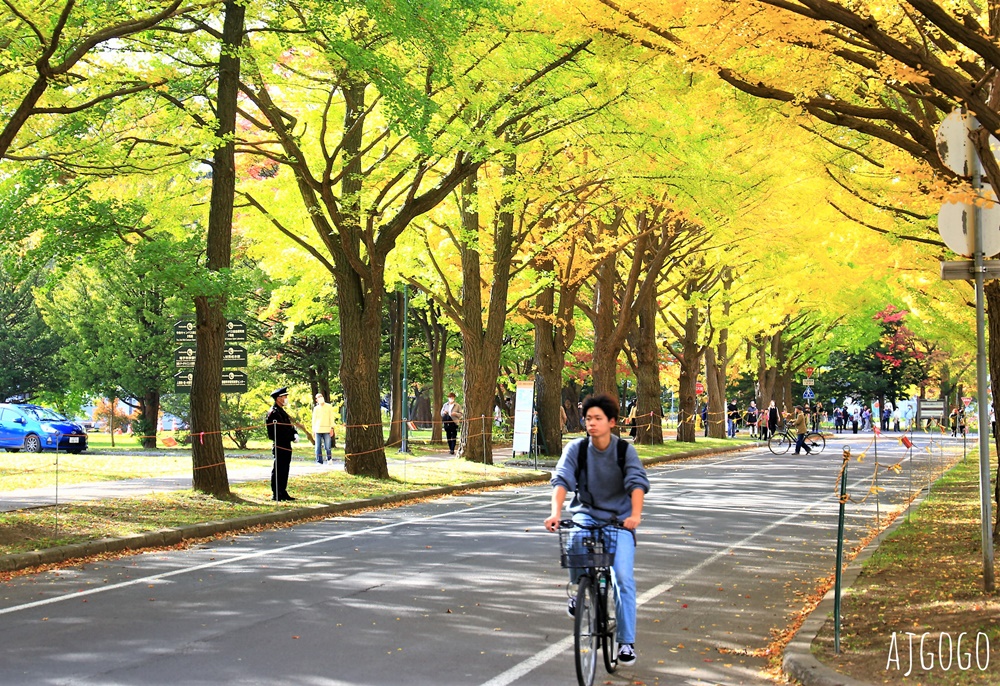 北海道旅遊 北海道大學銀杏大道 每年10月底、11月初變身為金黃大道