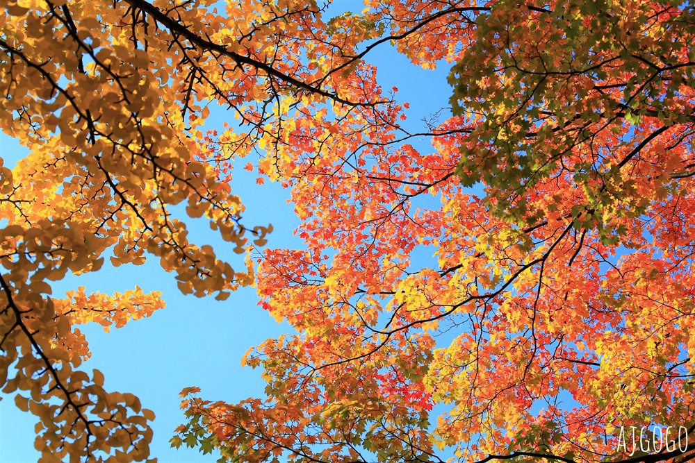 北海道旅遊 北海道大學銀杏大道 每年10月底、11月初變身為金黃大道