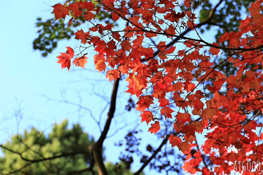 北海道旅遊 北海道大學銀杏大道 每年10月底、11月初變身為金黃大道