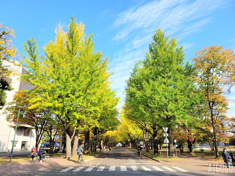 北海道旅遊 北海道大學銀杏大道 每年10月底、11月初變身為金黃大道