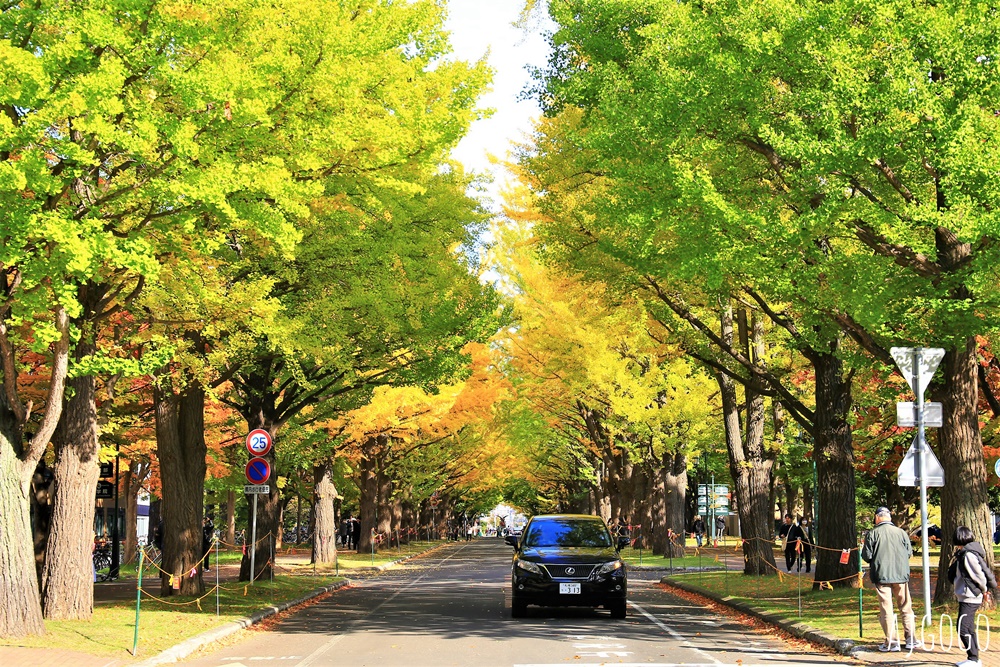 北海道旅遊 北海道大學銀杏大道 每年10月底、11月初變身為金黃大道