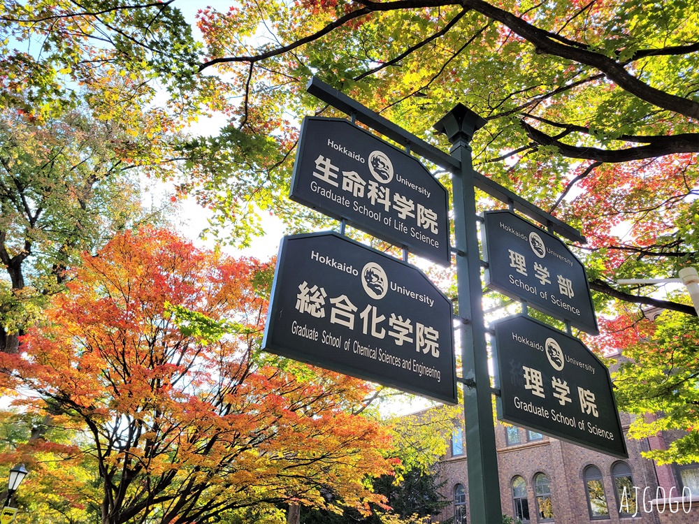 北海道旅遊 北海道大學銀杏大道 每年10月底、11月初變身為金黃大道
