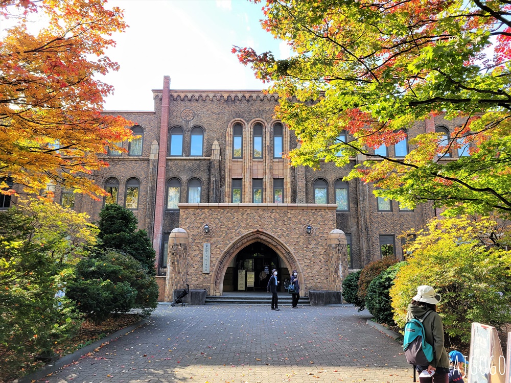 北海道旅遊 北海道大學銀杏大道 每年10月底、11月初變身為金黃大道