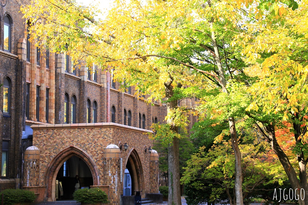 北海道旅遊 北海道大學銀杏大道 每年10月底、11月初變身為金黃大道