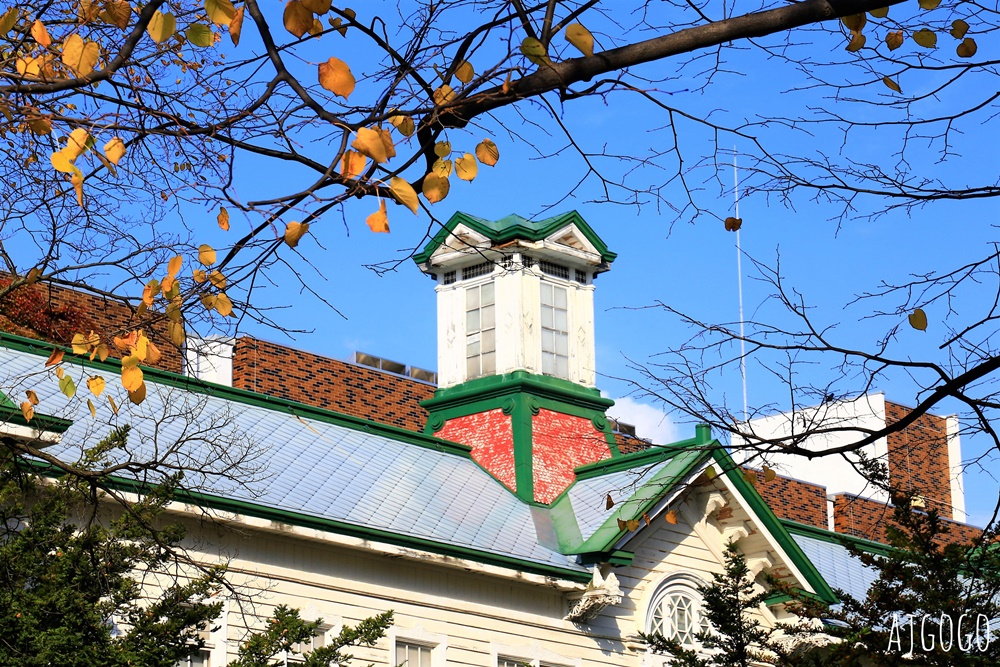 北海道旅遊 北海道大學銀杏大道 每年10月底、11月初變身為金黃大道