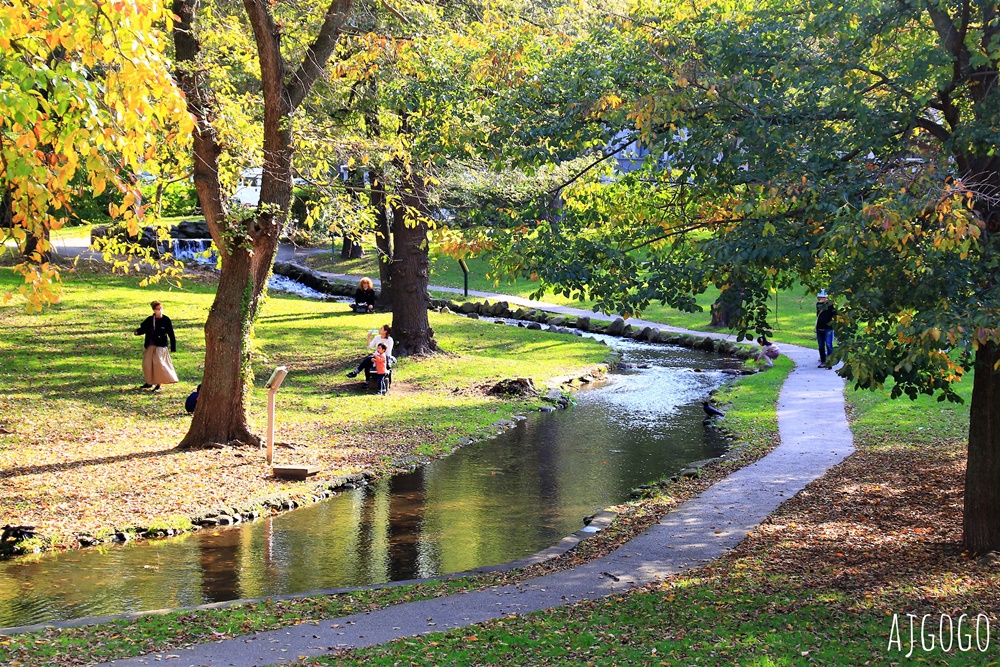 北海道旅遊 北海道大學銀杏大道 每年10月底、11月初變身為金黃大道