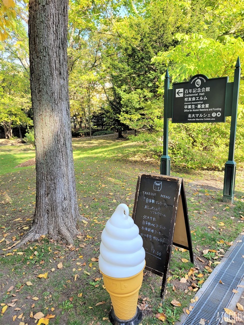 北海道旅遊 北海道大學銀杏大道 每年10月底、11月初變身為金黃大道