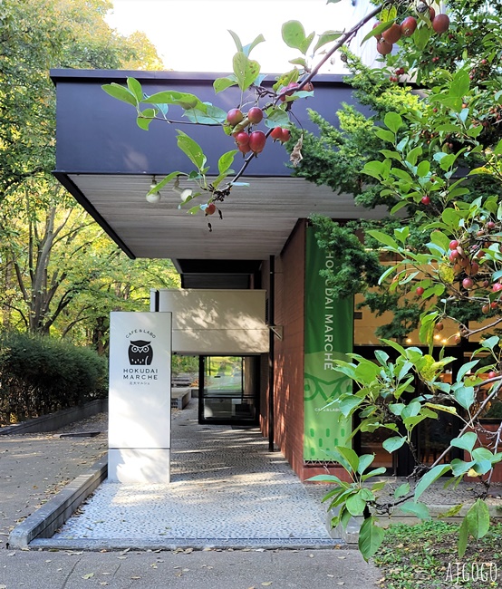 北海道旅遊 北海道大學銀杏大道 每年10月底、11月初變身為金黃大道