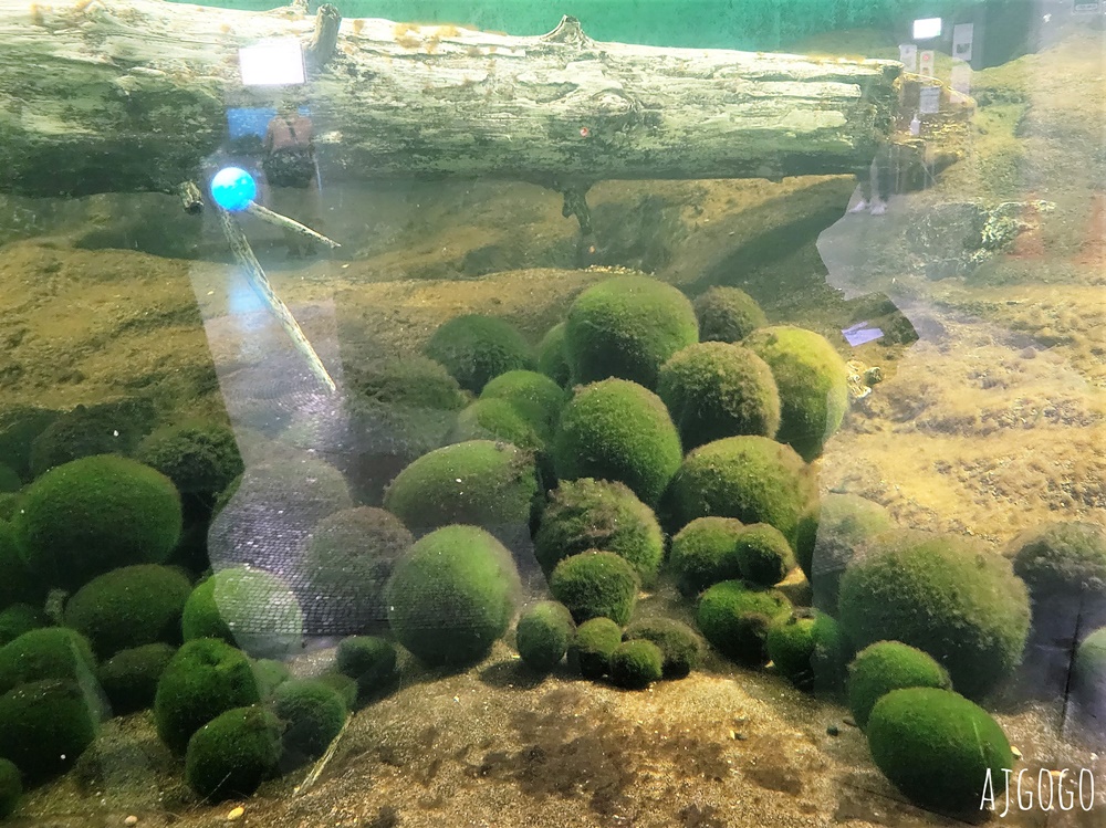 2026北海道旅遊 阿寒湖蒸氣遊船之旅 秋天阿寒湖 綠球藻研究中心