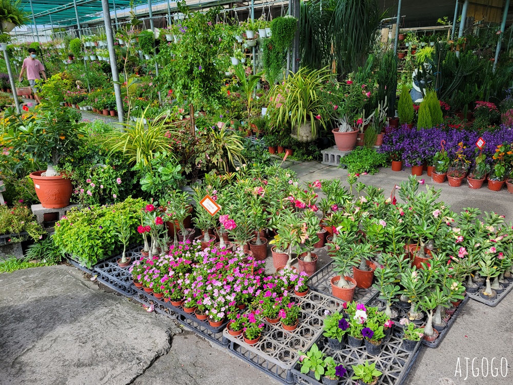 屏東景點 常菁花園 屏東萬丹買花、買盆栽、龜背芋的好地方