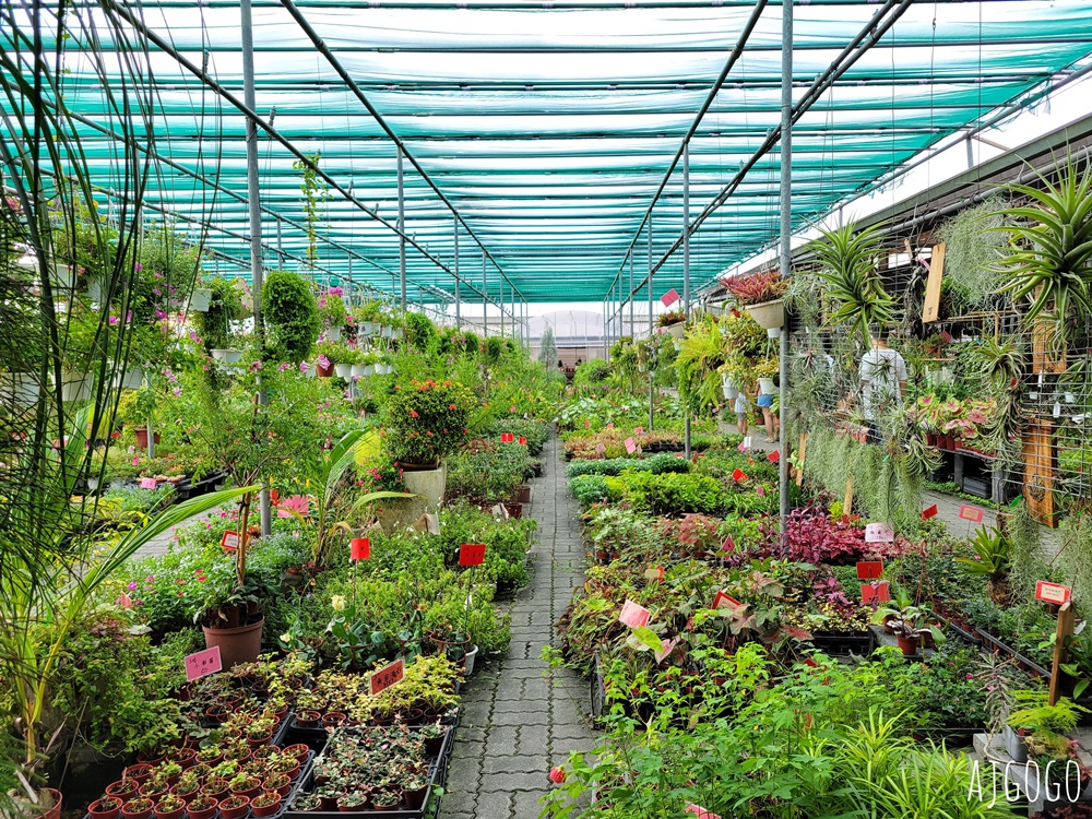 屏東景點 常菁花園 屏東萬丹買花、買盆栽、龜背芋的好地方