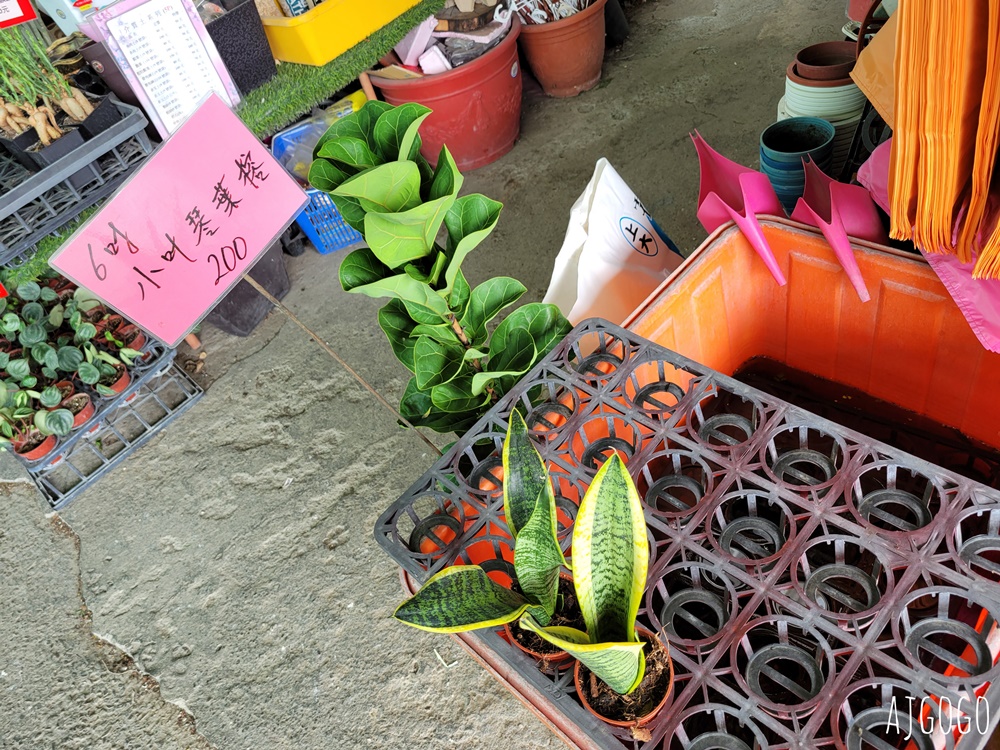 屏東景點 常菁花園 屏東萬丹買花、買盆栽、龜背芋的好地方