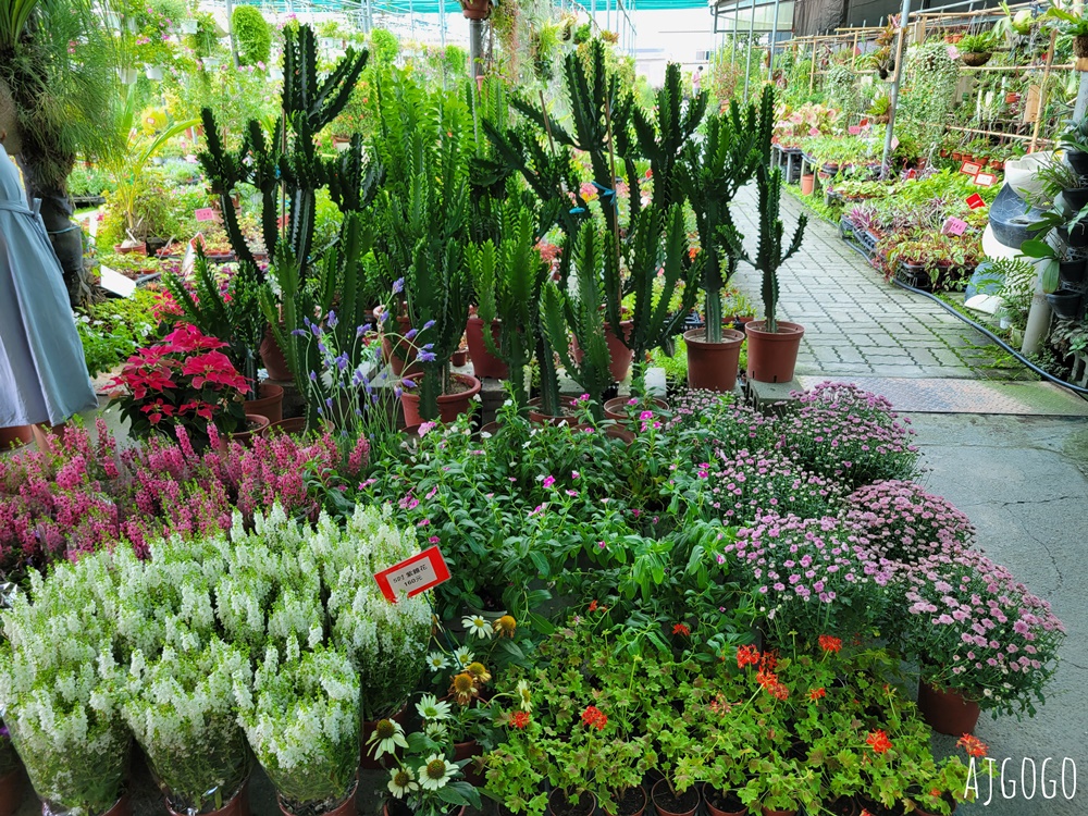 屏東景點 常菁花園 屏東萬丹買花、買盆栽、龜背芋的好地方