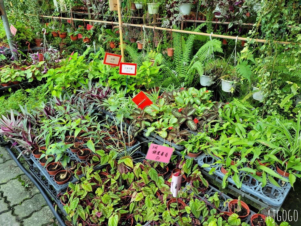 屏東景點 常菁花園 屏東萬丹買花、買盆栽、龜背芋的好地方
