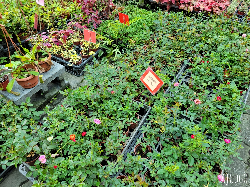 屏東景點 常菁花園 屏東萬丹買花、買盆栽、龜背芋的好地方